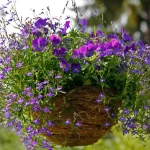 町のハンギングバスケットは「エネルギー節約」のためにカットされる