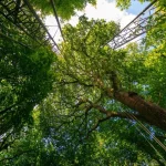 成熟した木々は排出量が増加する世界に希望を与える