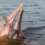 野生生物の数は50年間で73％減少、世界調査で判明