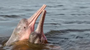 野生生物の数は50年間で73%減少、世界調査で判明
