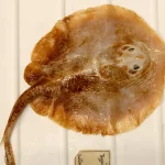 人間によって絶滅に追い込まれた最初の海水魚