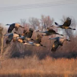 北米の鳥、クマ、ベリーを復活させる古代の慣習