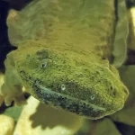 アメリカに古くから生息するユニークなサンショウウオ、スノットカワウソに会いましょう