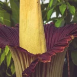 「溢れた食品容器のような臭い」：巨大な悪臭を放つ「死体植物」の奇妙な生態