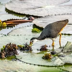 荒れ地から湿地へ：スリランカの自然の洪水緩衝地帯を守るための戦い