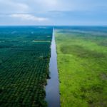 欧州のエネルギー大手は生物多様性への被害のほぼ半分を隠蔽していると研究者が発見