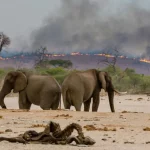 主要報告書が世界の自然問題の点と点を結びつける