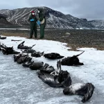 「前例のない」鳥インフルエンザが動物のパンデミックになった経緯