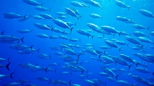 クロマグロを救う：気候変動により脅かされる寿司の珍味